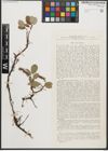 Foto von Salix reticulata L.